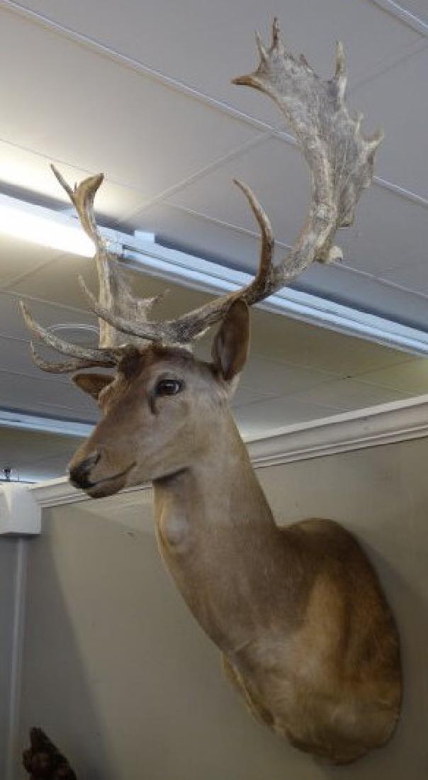 Fallow Deer Mount (1 of 6)