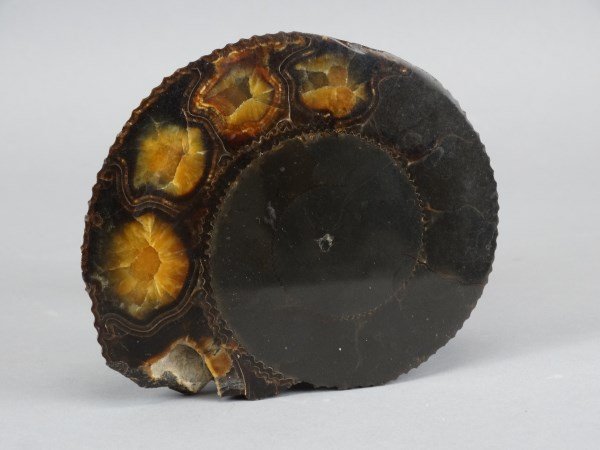 Agatized Ammonite Fossil (1 of 6)