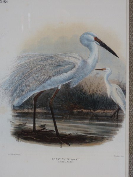 After John James Audubon - Great White Egret (1 of 3)