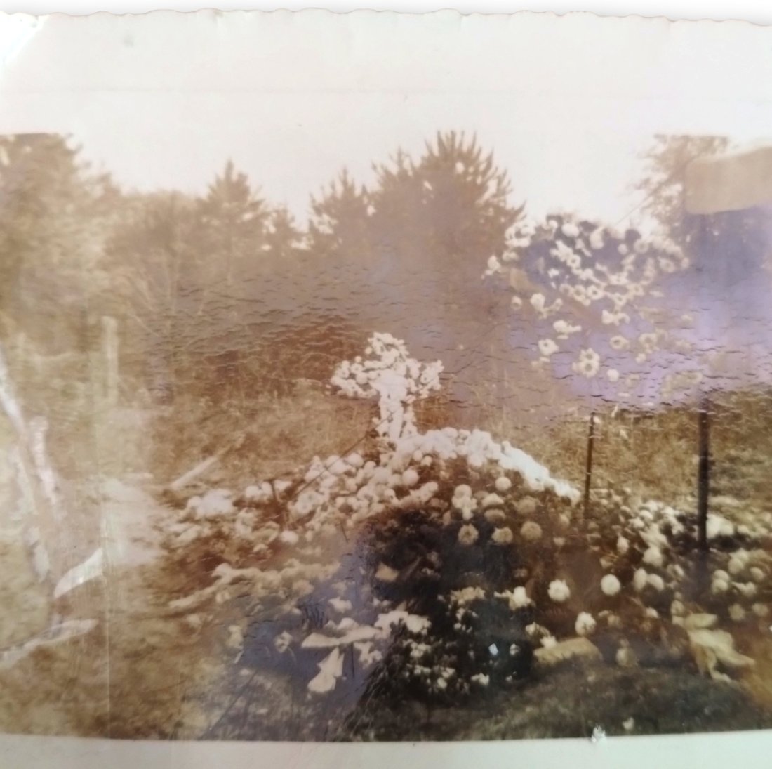 Caution : Vintage Coffin Portraits : Young Adult Female , Middle Age Male (5 pics): Black and white vintage Coffin Portraits: Death Momento Photos Young Adult Female, Middle Age Male. Circa 1930s to 1940's . One graveside floral photo, two photos of a deceased dark-haired beautiful y