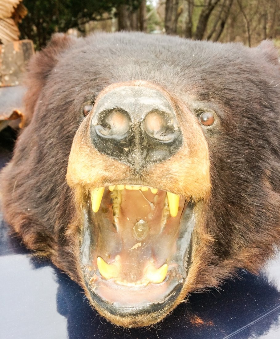 Full Bear Skin Hide: This is a full bear skin hide in good condition. Head, claws, glass eyes . . . The fur is light in some spots but not very noticeable. The inner mouth (teeth, tongue, gums) is synthetic. It is clean. 