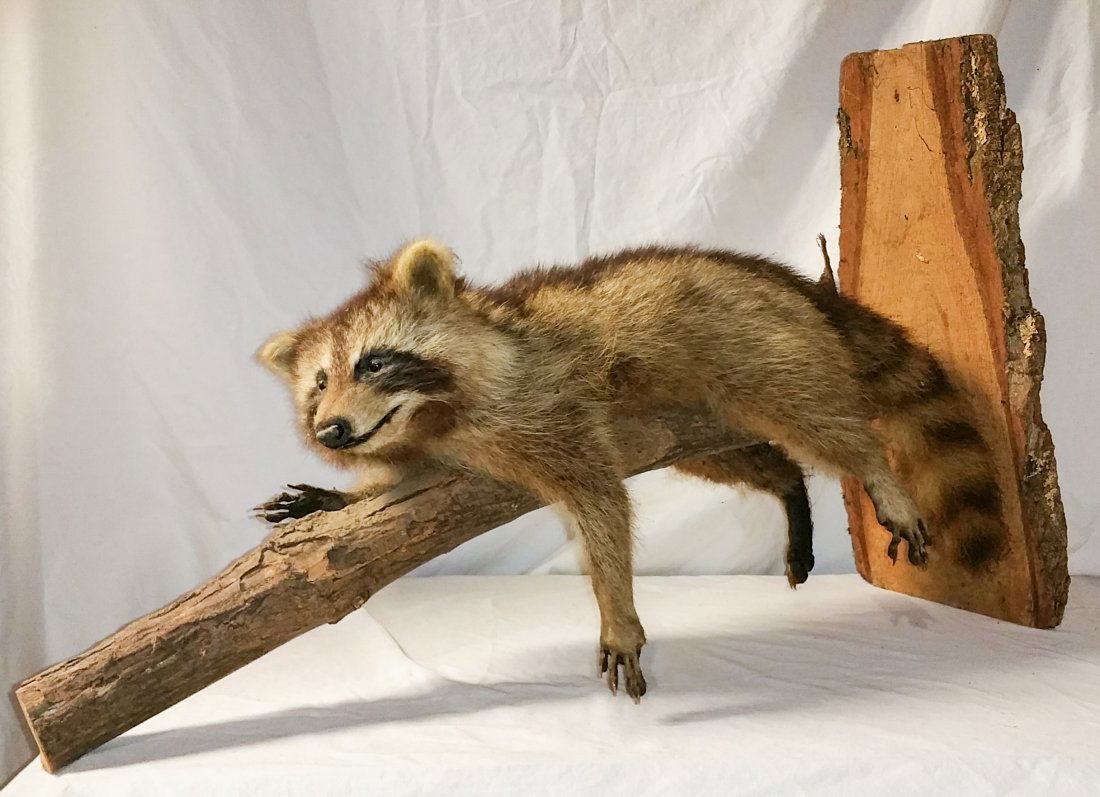 Vintage Taxidermy Raccoon on Display (1 of 3)