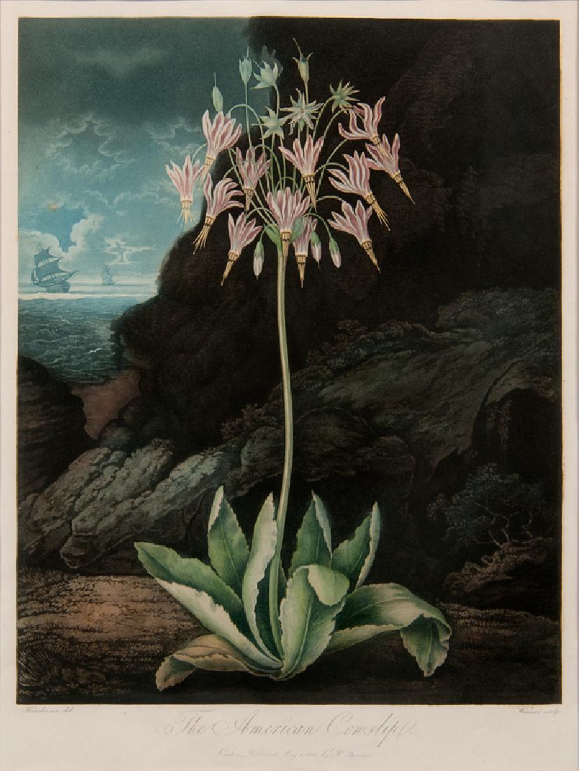 Robert John Thornton (British, 1768-1837) Aquatint (1 of 2)