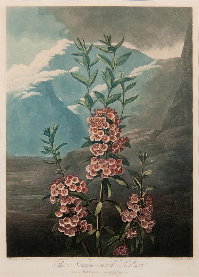 Robert John Thornton (British, 1768-1837) Aquatint (1 of 2)