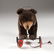 Steiff Teddy Bear on Wheels - 3
