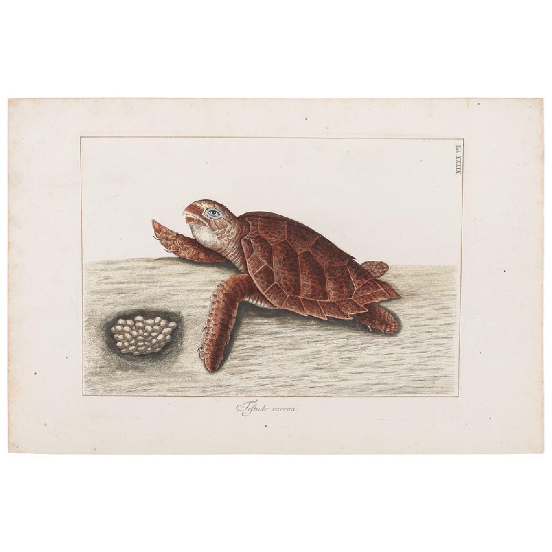 Mark Catesby, Hand-Colored Engravings, From The Natural: Mark Catesby (British, active in America / South Carolina, 1683-1749) . Three hand-colored engravings, unframed but matted, of turtles and fish; 19 x 13 in. (largest sheet), 22 x 18 in. (each mat).
