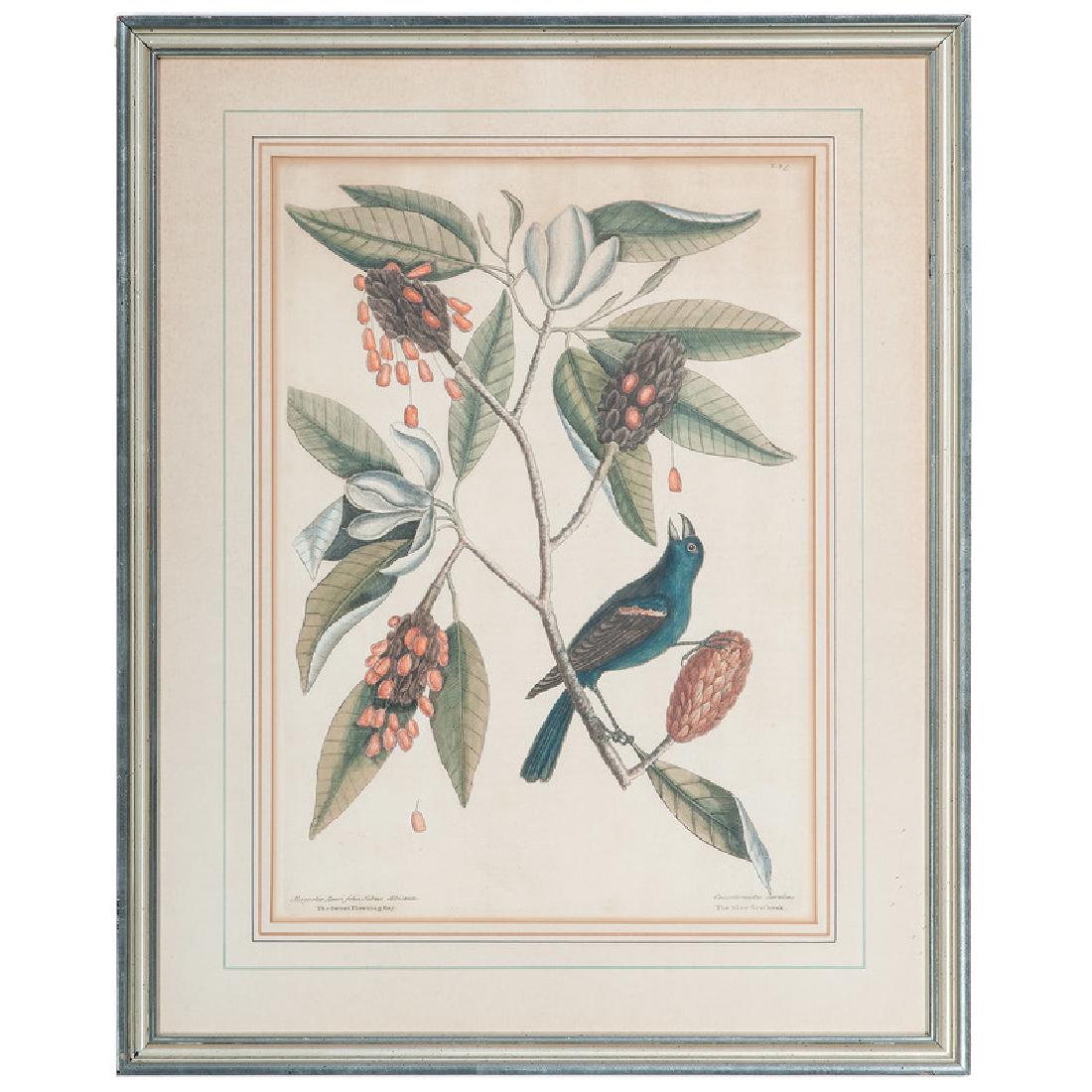 Mark Catesby Hand-Colored Engravings, The Blue Grosbeak: Mark Catesby (British, active in America / South Carolina, 1682-1749). Two framed hand-colored engravings on laid paper, one intialed MC, each accompanied by a text page describing the birds depicted;