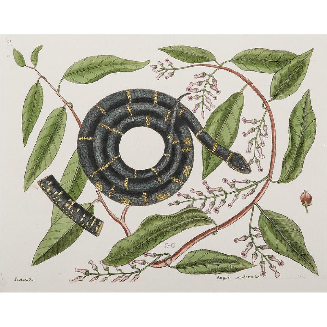 Mark Catesby Hand-Colored Engraving of Eastern King: Marc Catesby (British, active in America / South Carolina, 1683-1749). A hand-colored engraving of an Eastern King Snake from The Natural History of Carolina, Florida, and the Bahamas Islands, on laid