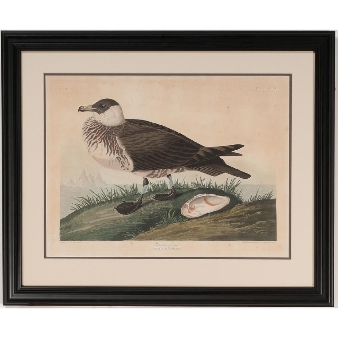 Audubon Havell Avian print, Pomarine Jager, Lestris (1 of 2)