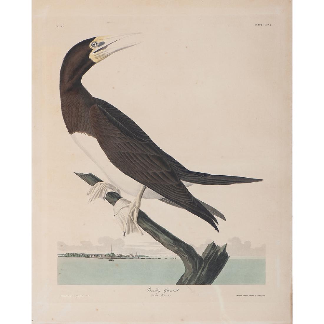 Audubon Hand-Colored Engraving, Booby Gannet, Havell: John James Audubon (American, 1785-1851). An unframed hand-colored engraving titled Booby Gannet / Sula Fusca, from The Birds of America, with credit to Audubon l.l. and credit to Havell l.r., inscrib
