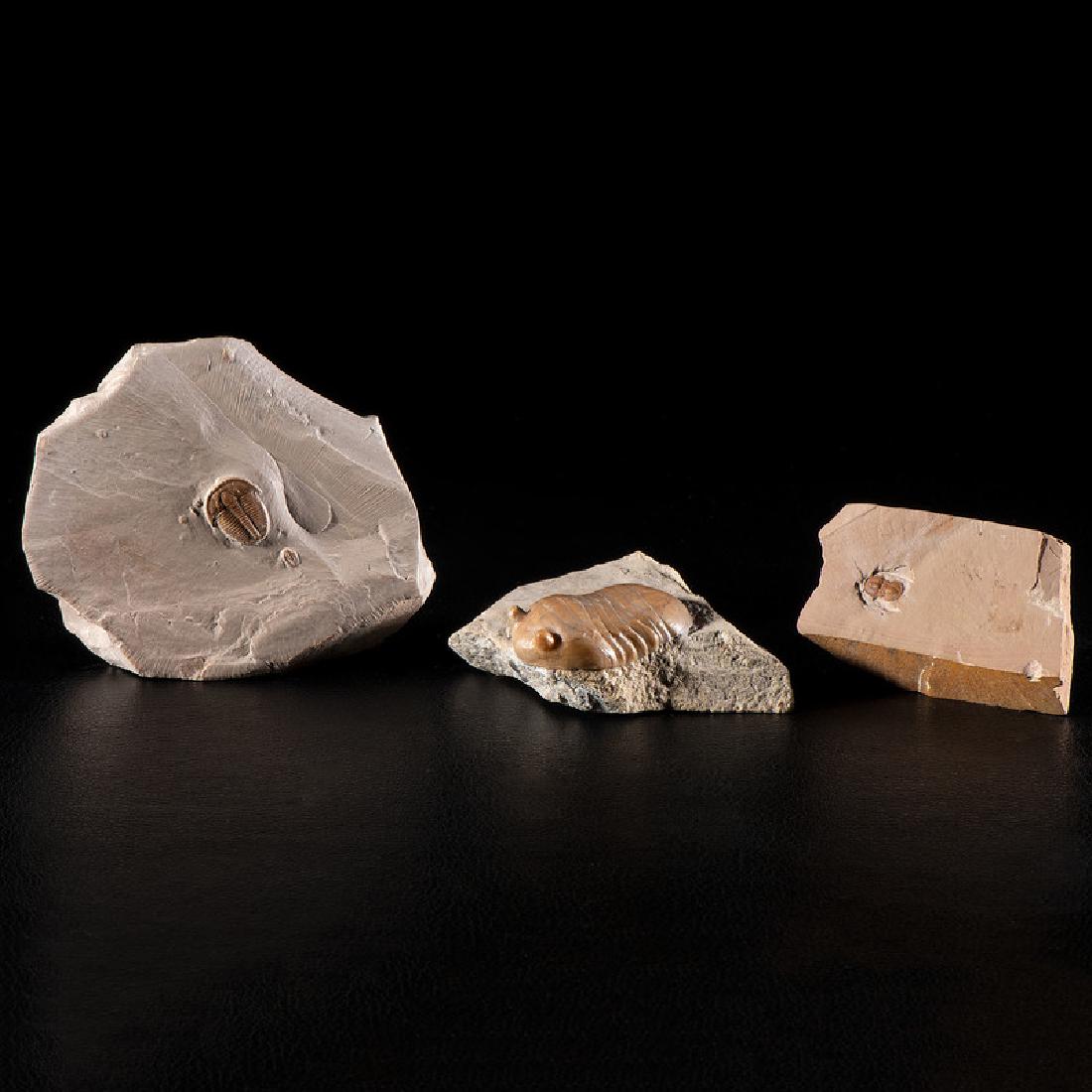 Three Trilobite Plates (1 of 4)