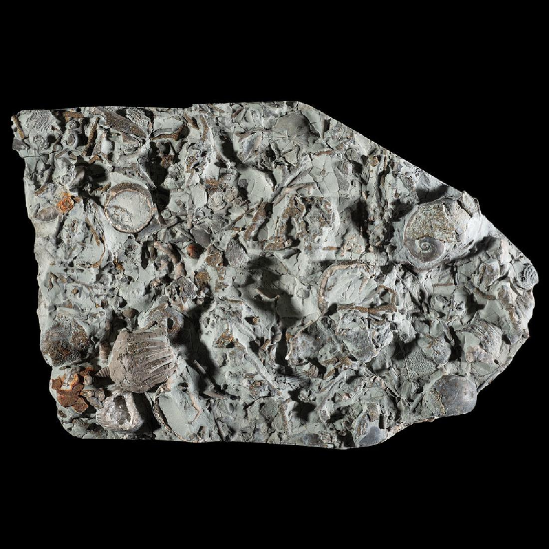 A Highly Pyrotized Gastropod and Crinoid Death Plate (1 of 1)