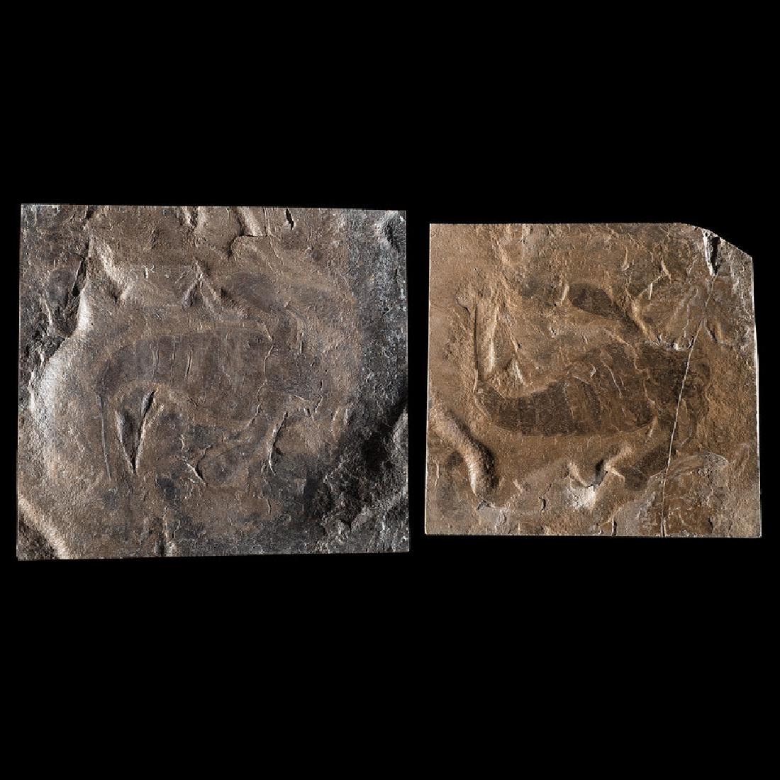 A Pair of Positive and Negative Eurypterid Plates (1 of 1)