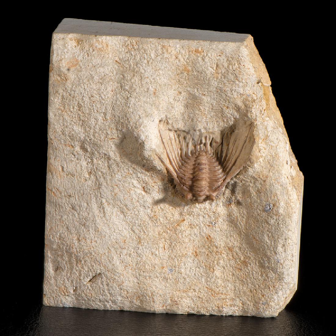 A Trilobite Plate from the Haragan Formation (1 of 1)