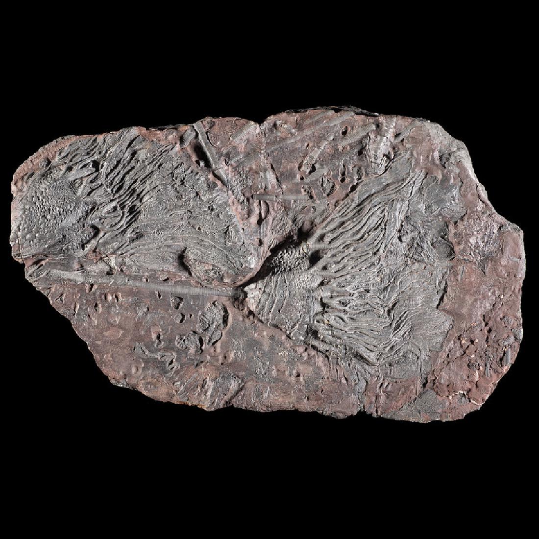 A Multi-Species Crinoid Plate (1 of 1)