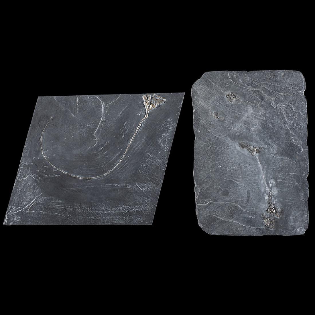 Two Bundenbach Crinoid and Coral Plates (1 of 1)