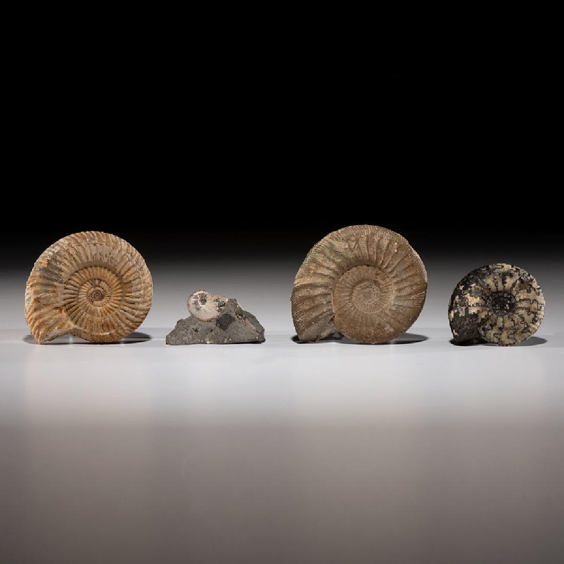 A Collection of Four Ammonites: Ammonoidea Paleozoic Era, Devonian Period, 416 million years ago lot of 4, largest diameter 4.25 in. Provenance from the Art Gerber Collection, Indiana