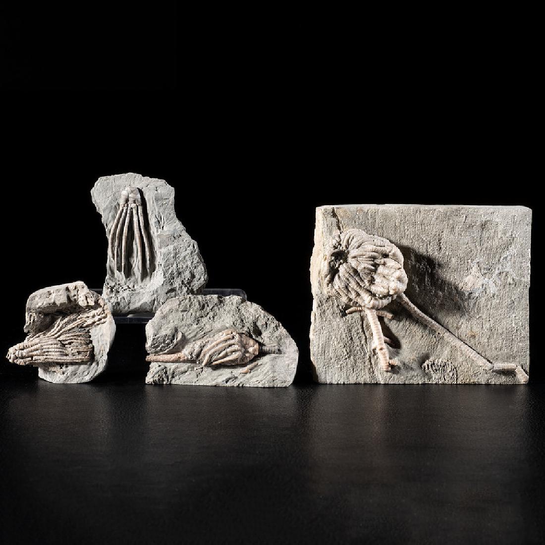 Multiple Crawfordsville Crinoid Plates (1 of 1)