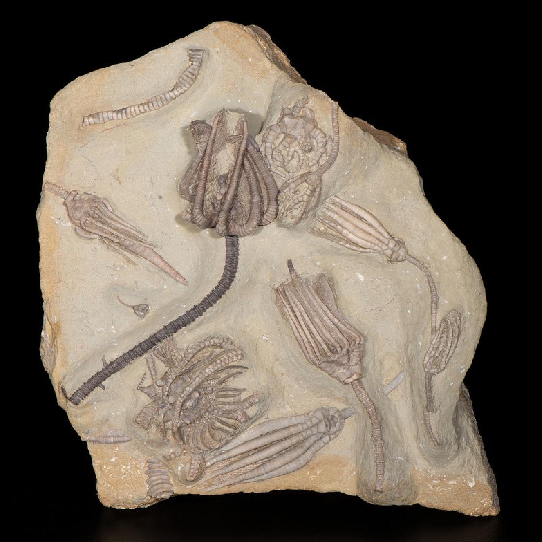 A Multi-Species Crinoid Plate with A Starfish (1 of 1)