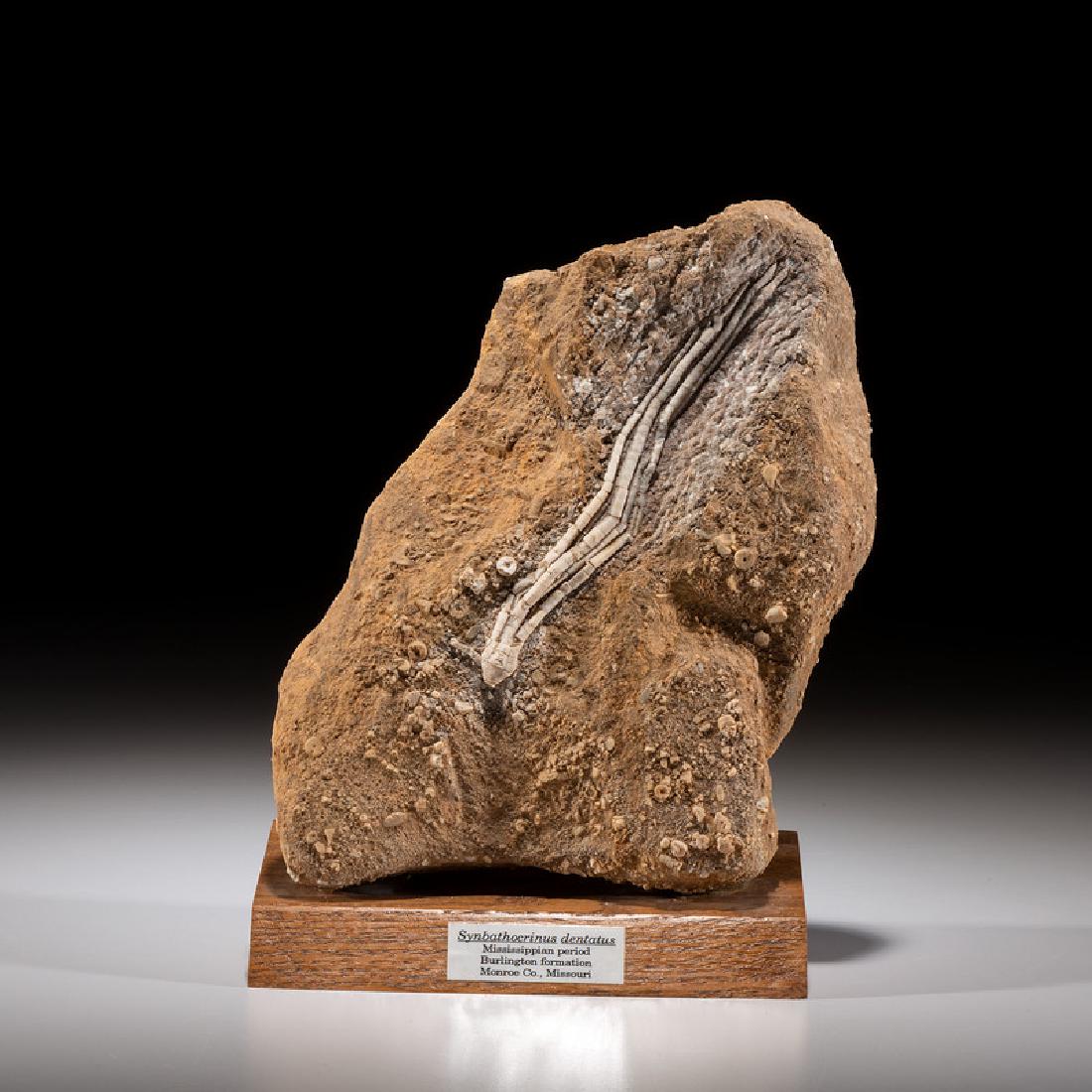 A Crinoid Plate from the Burlington Formation (1 of 1)