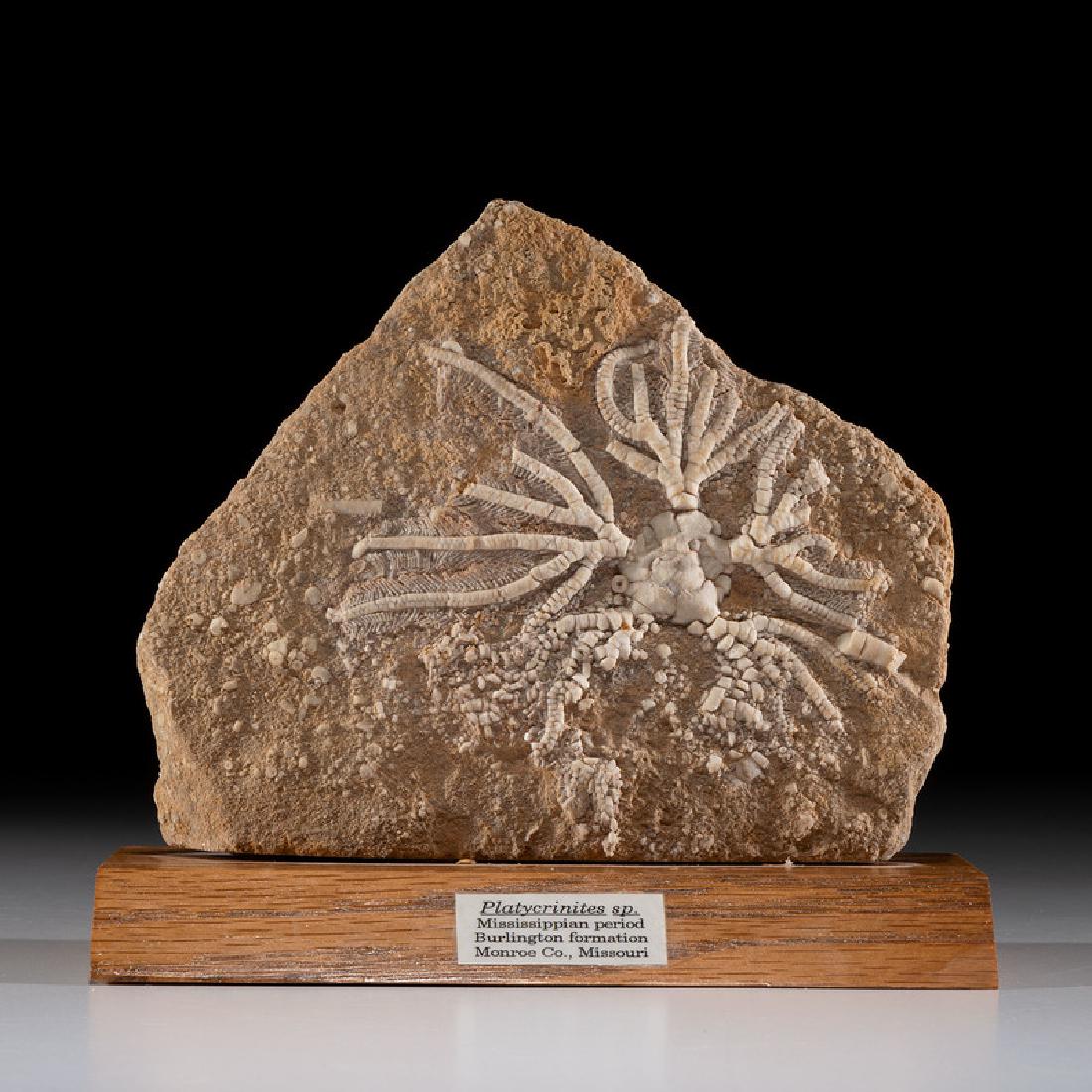 A Crinoid Plate from the Burlington Formation (1 of 1)