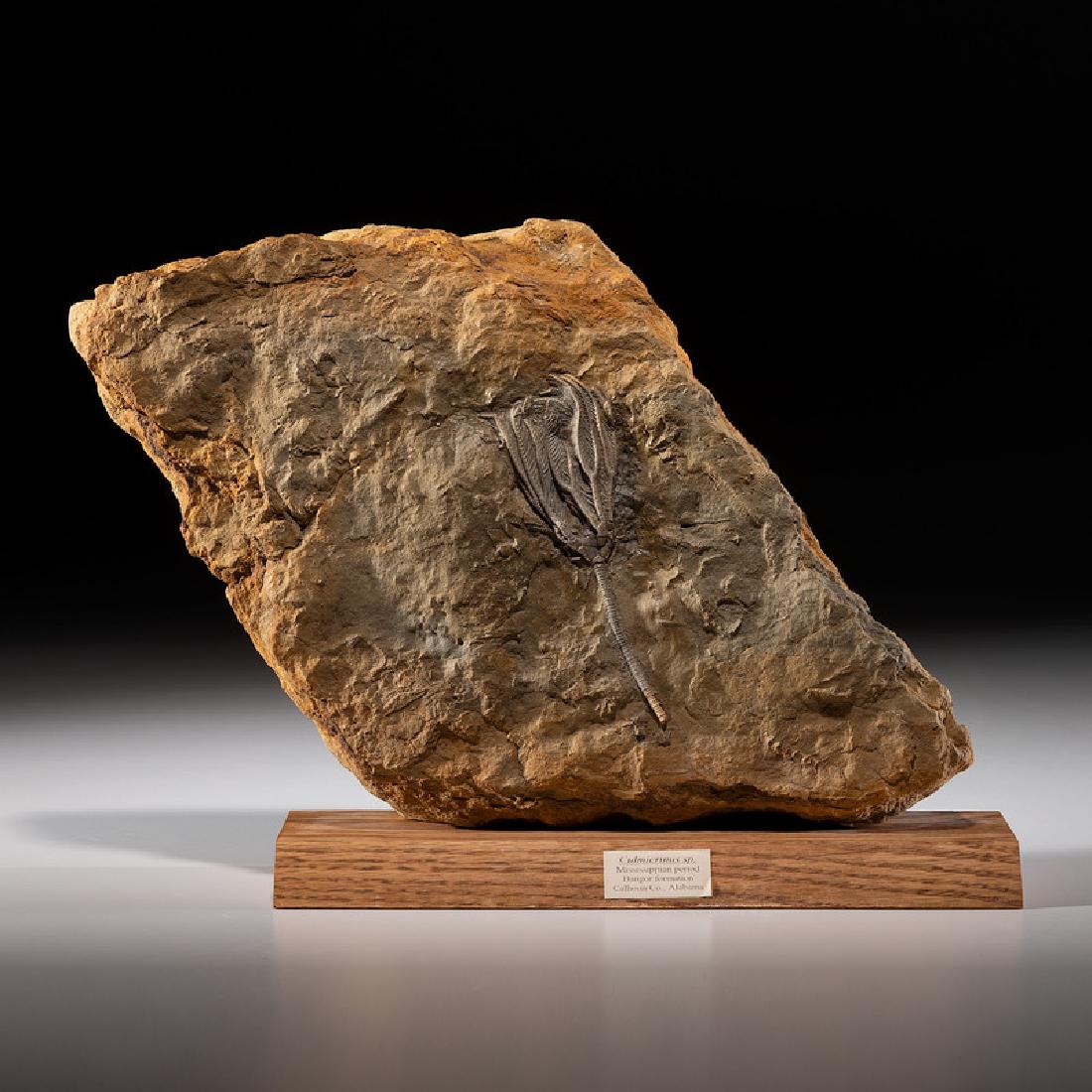 A Crinoid Plate from the Bangor Formation (1 of 2)