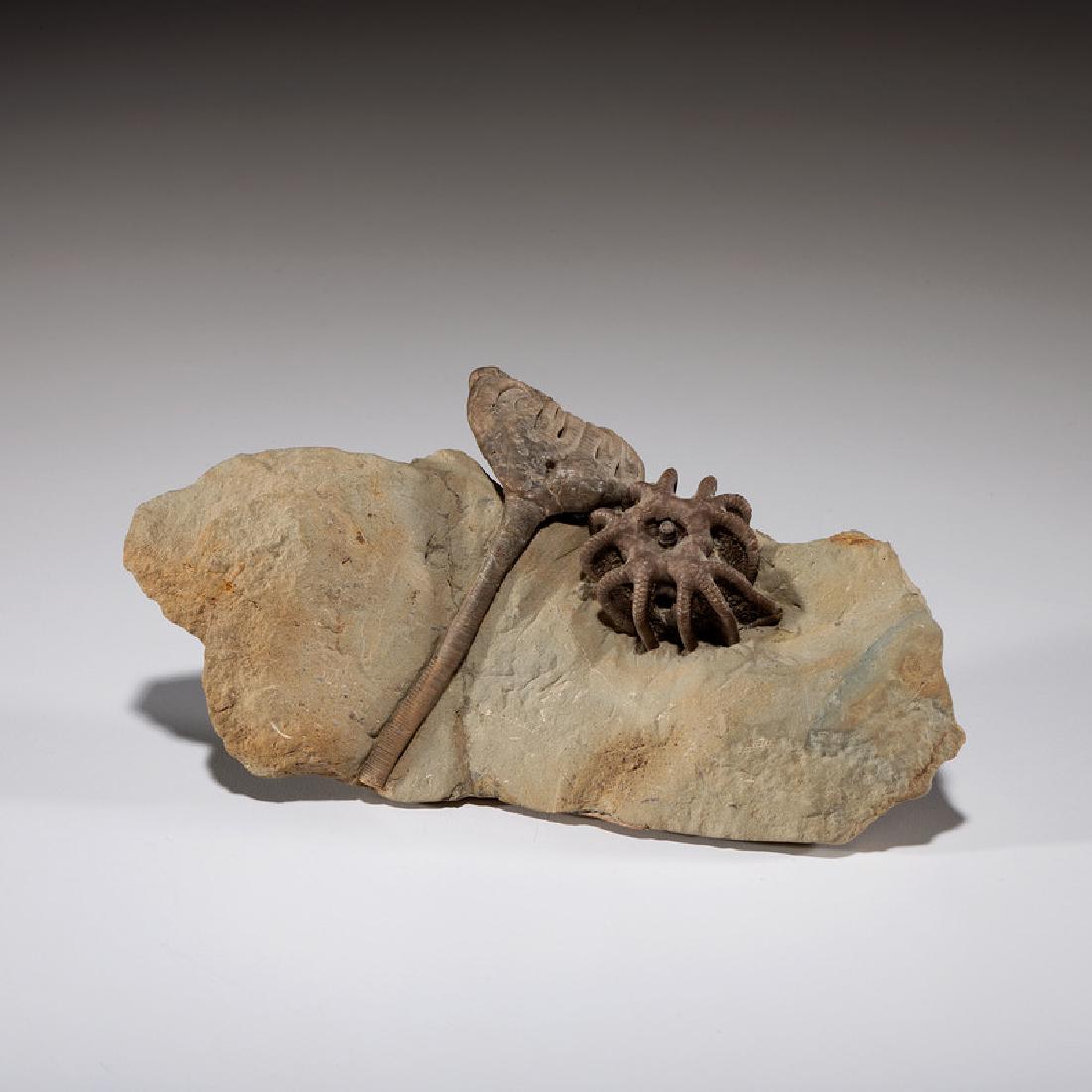 A Crinoid Plate from the Muldrough Formation (1 of 2)