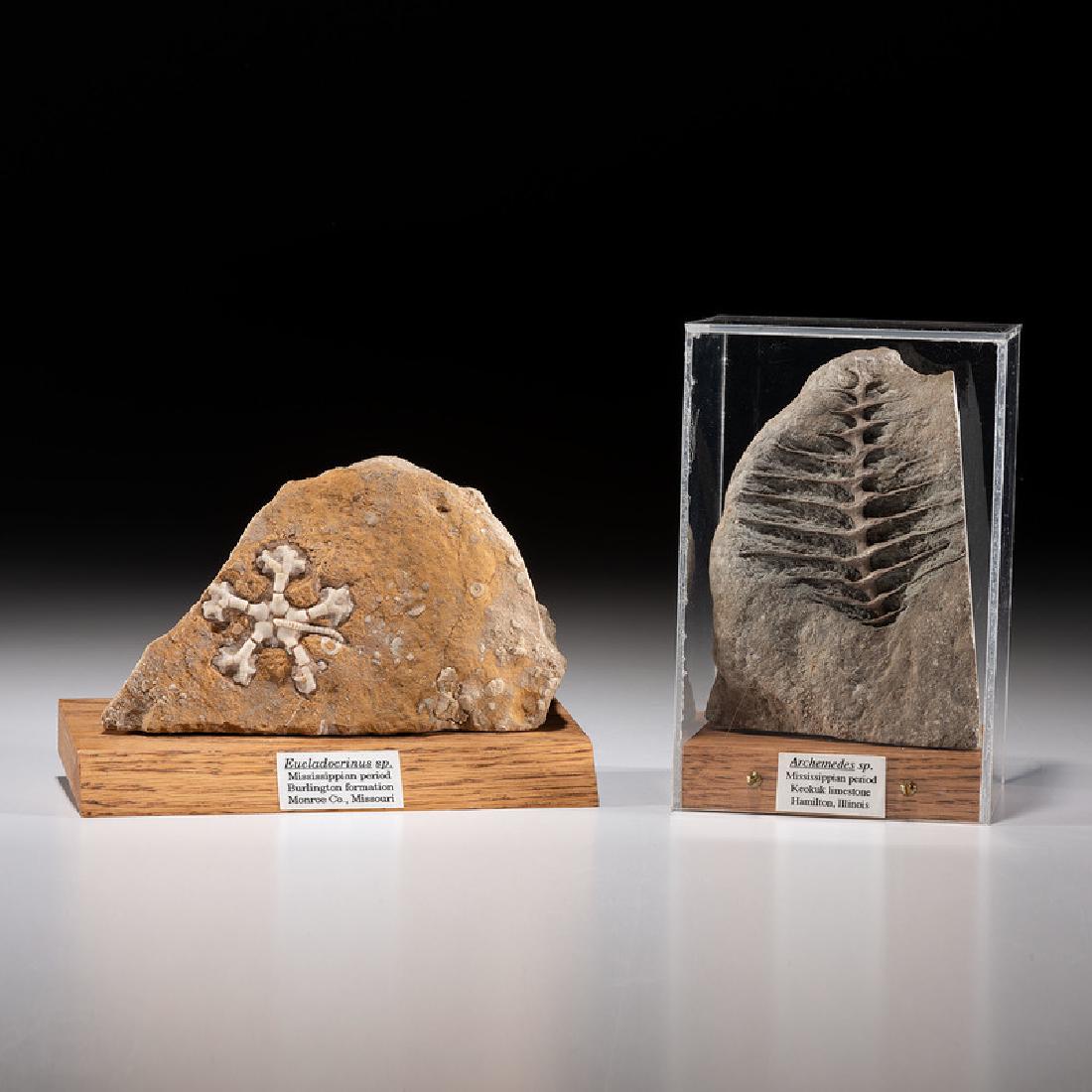 A Bryozoan PLUS A Crinoid Plate (1 of 1)