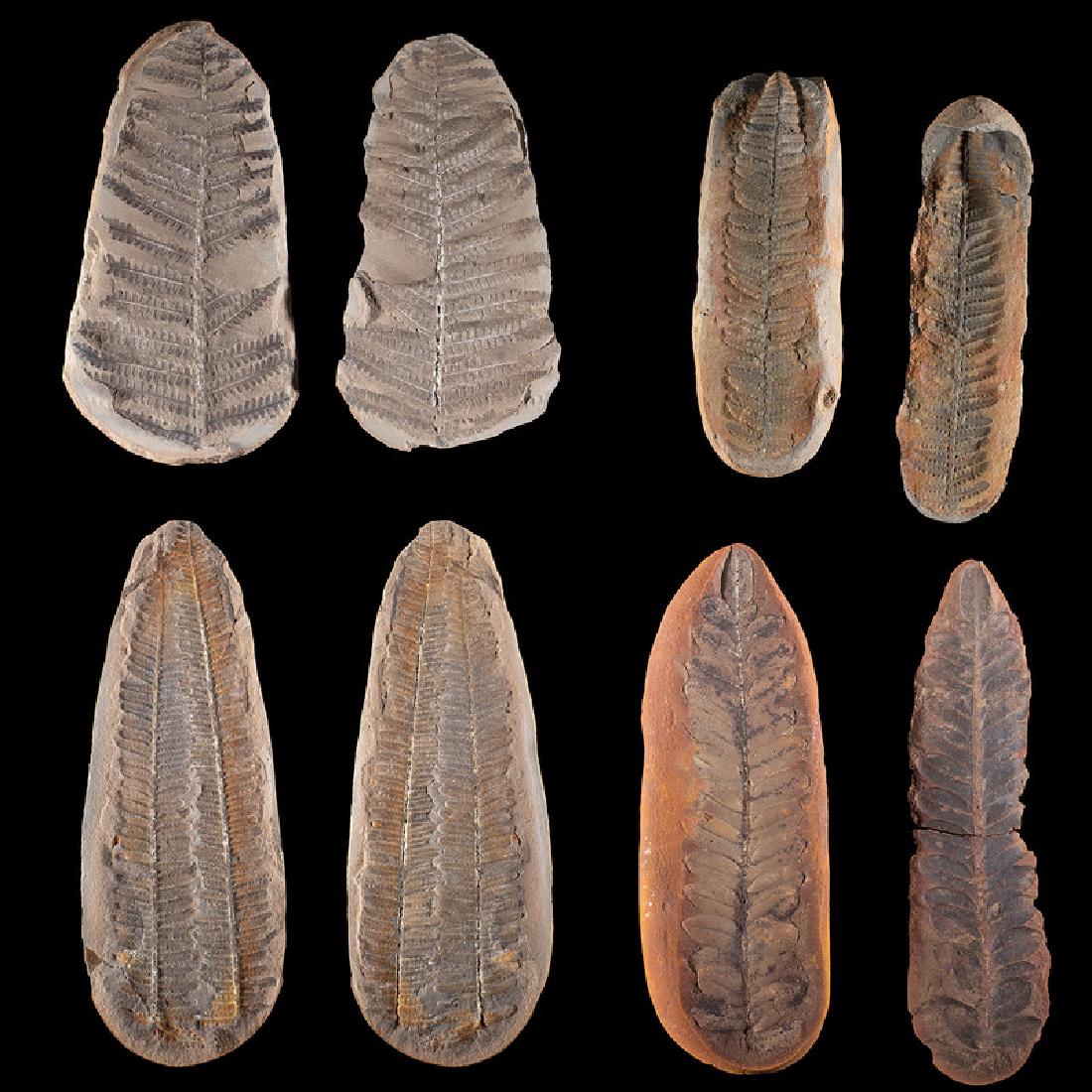 A Group of Mazon Creek Nodules of Fern Leaves (1 of 1)