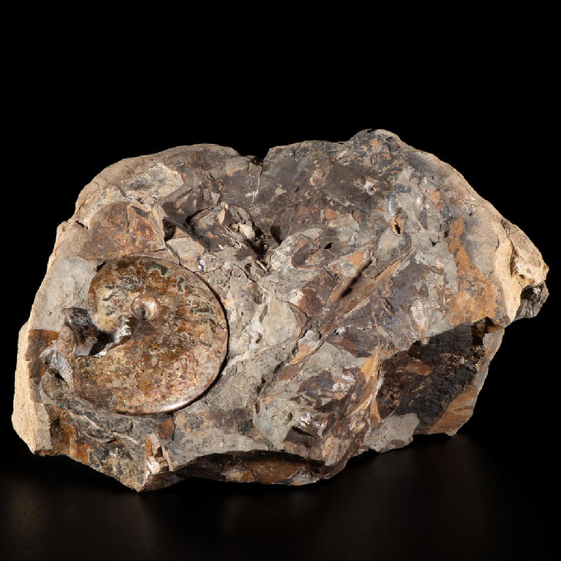 An Ammonite in Concretion from the Pierre Shale (1 of 2)