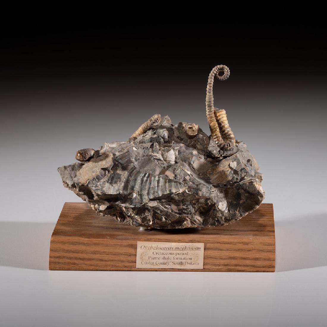 An Ammonite Plate from the Pierre Shale Formation (1 of 2)