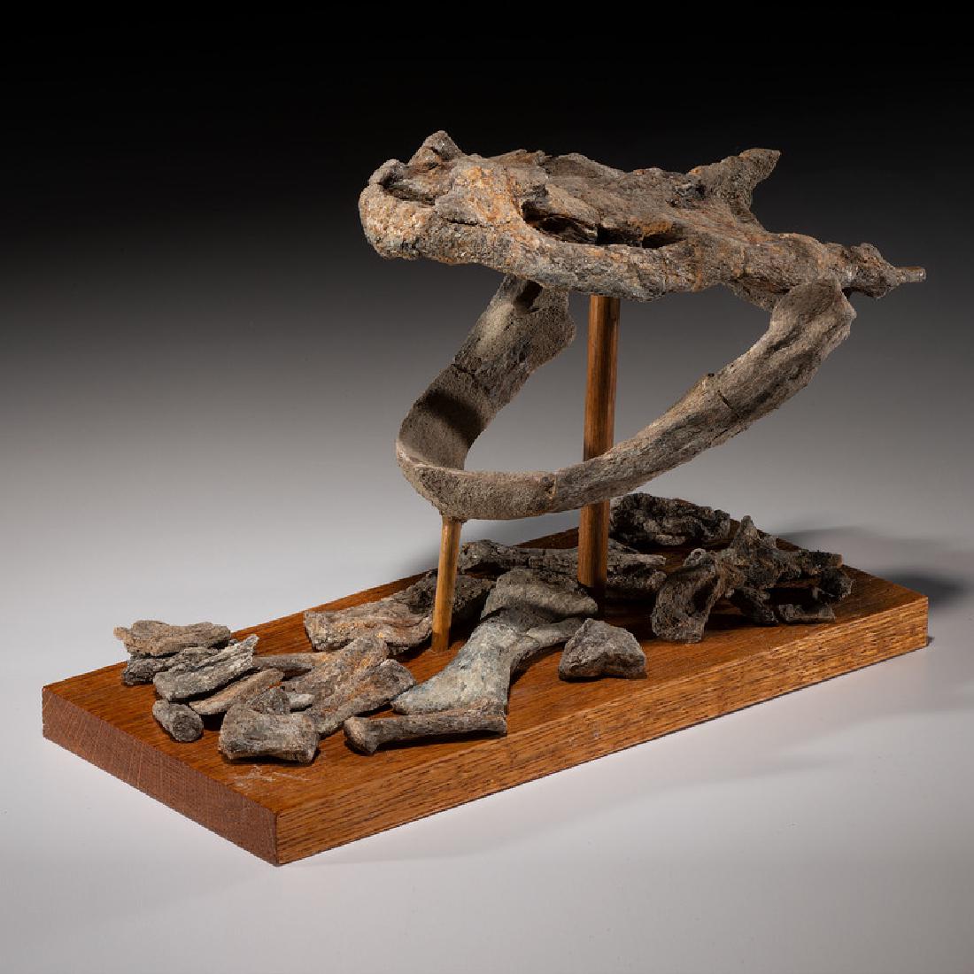 A Turtle Head (1 of 2)