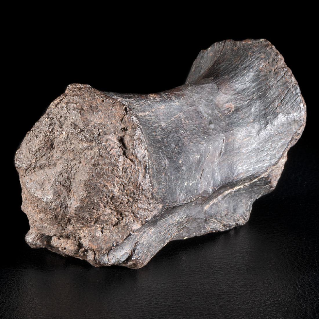 A Tyrannosaurus rex Tail Vertebrae: Tyrannosaurus rex Mesozoic Era, Upper Cretaceous Period, 100.5 million years ago Fordyce Ranch, Perkins County, South Dakota length 3.75 in. Found in two pieces and put together. Provenance from t