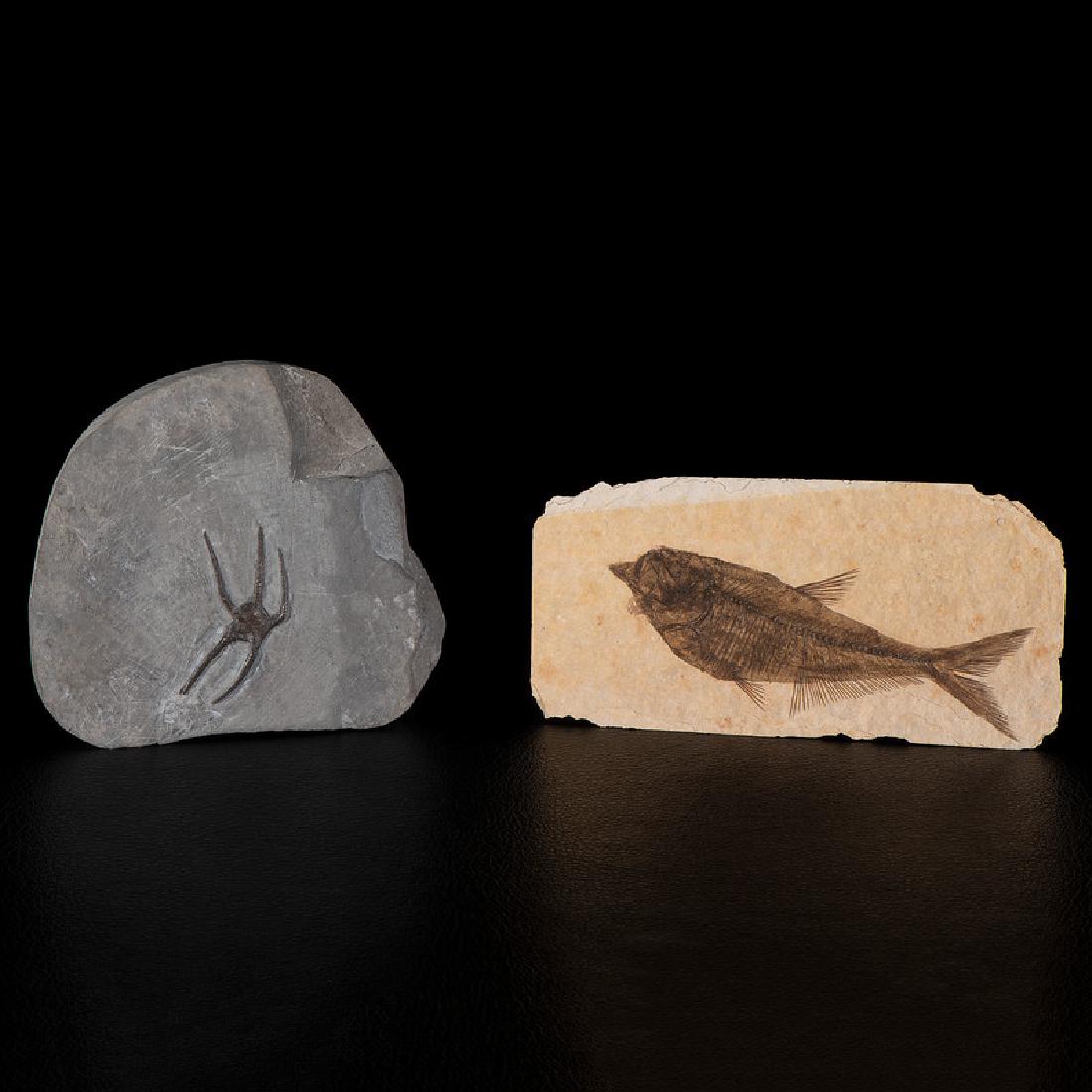 A Brittle Star PLUS A Fish Plate (1 of 1)