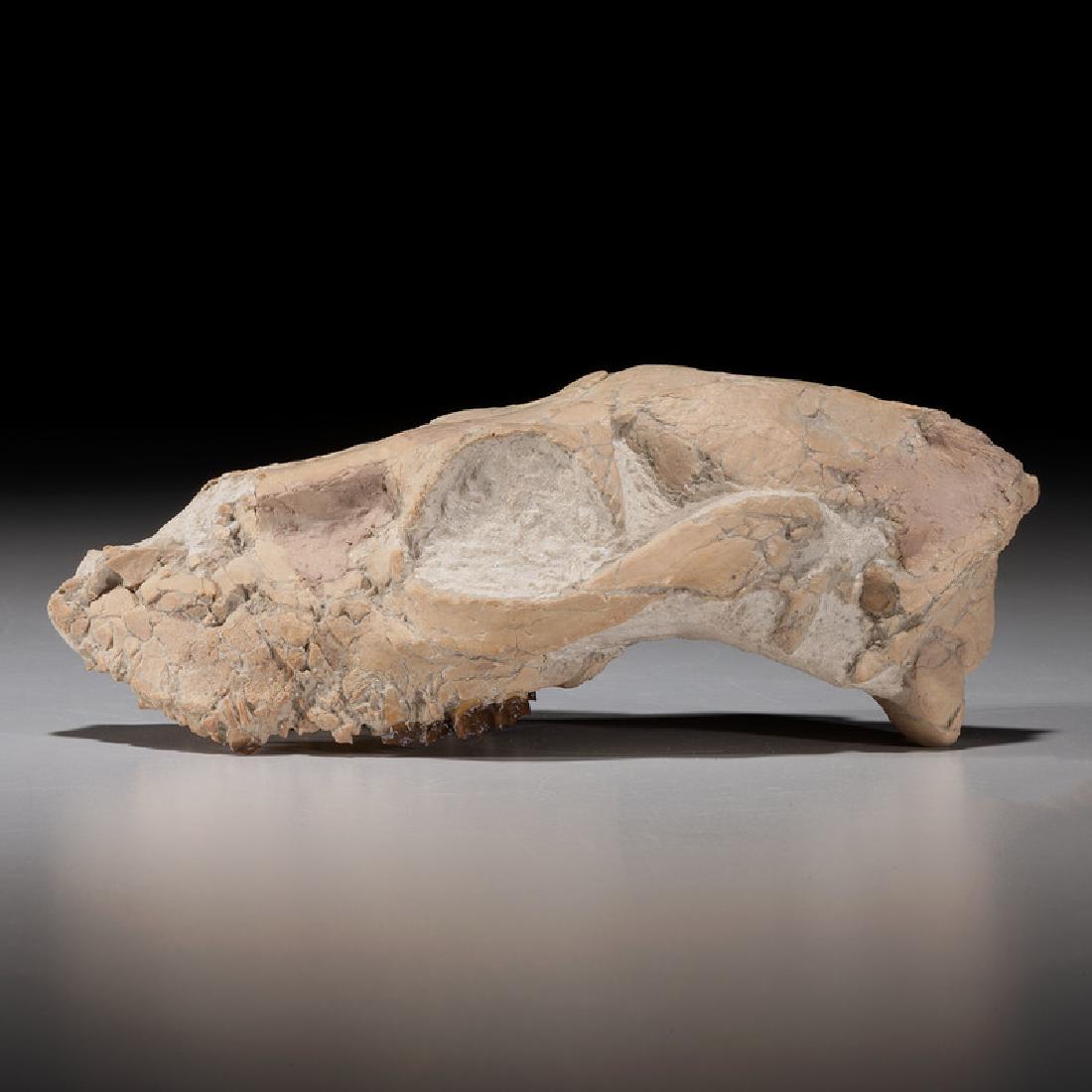 A Mesohippus Upper Skull (1 of 2)