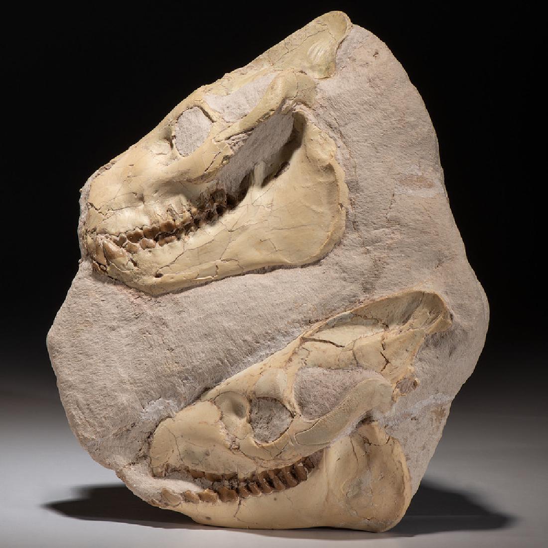 A Double Oreodont Skull Plate (1 of 2)