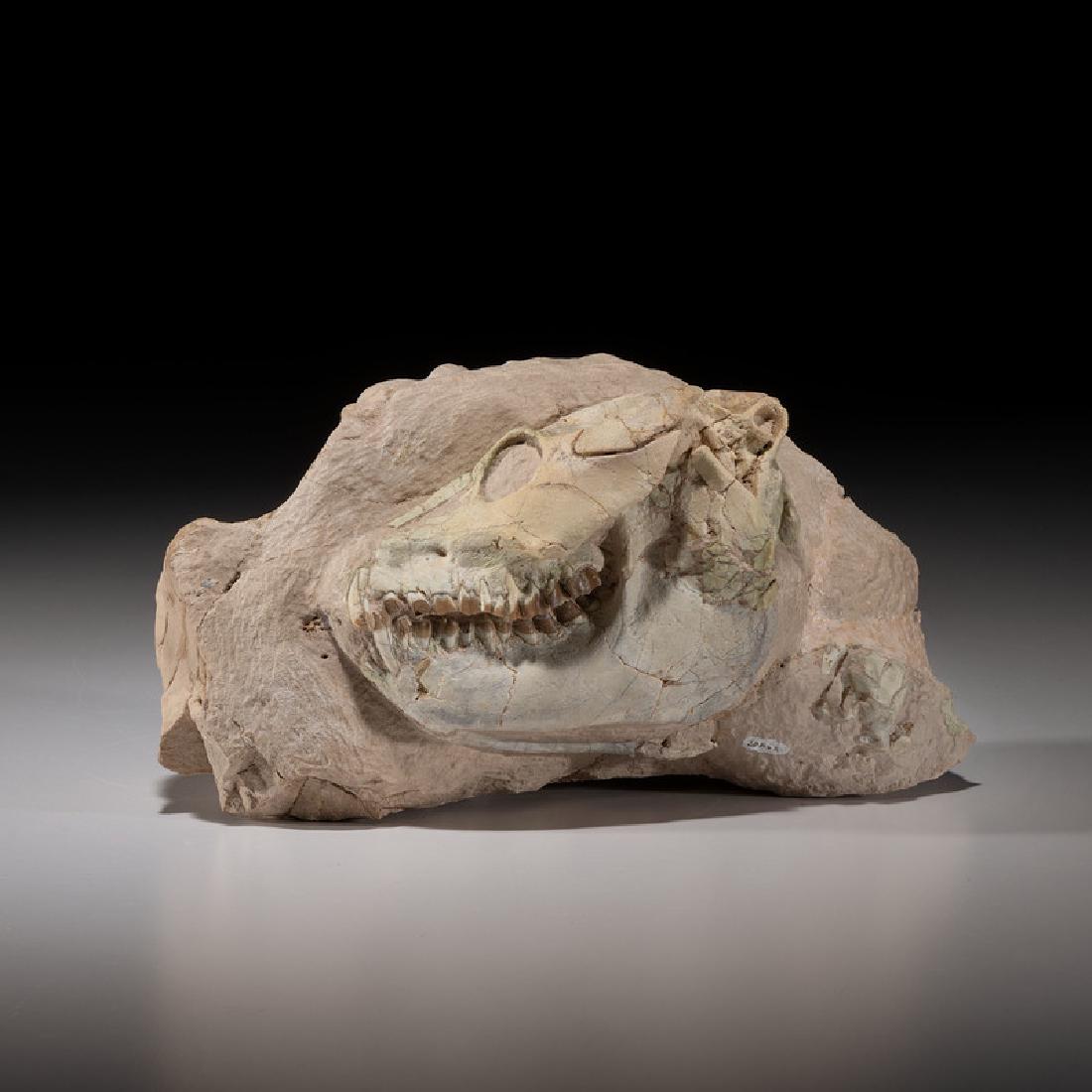 An Oreodont Skull in Matrix (1 of 1)