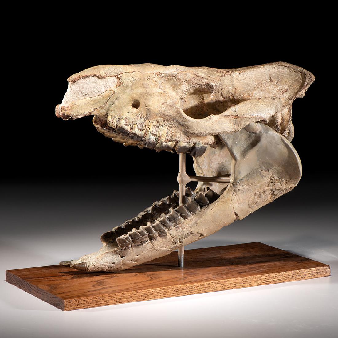 A Hyracodon Skull (1 of 7)