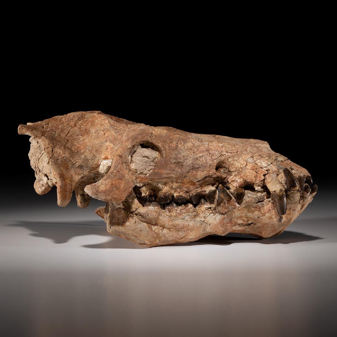 An Archaeotherium Skull (1 of 4)