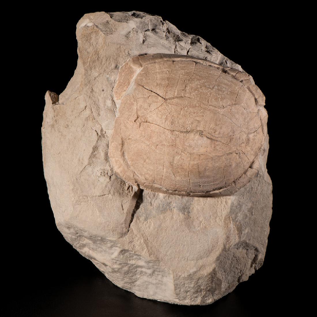 A Turtle in Matrix (1 of 2)