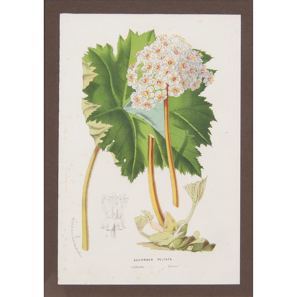 Horto Van Houtteano (Belgian, 19th century) Botanical (1 of 6)