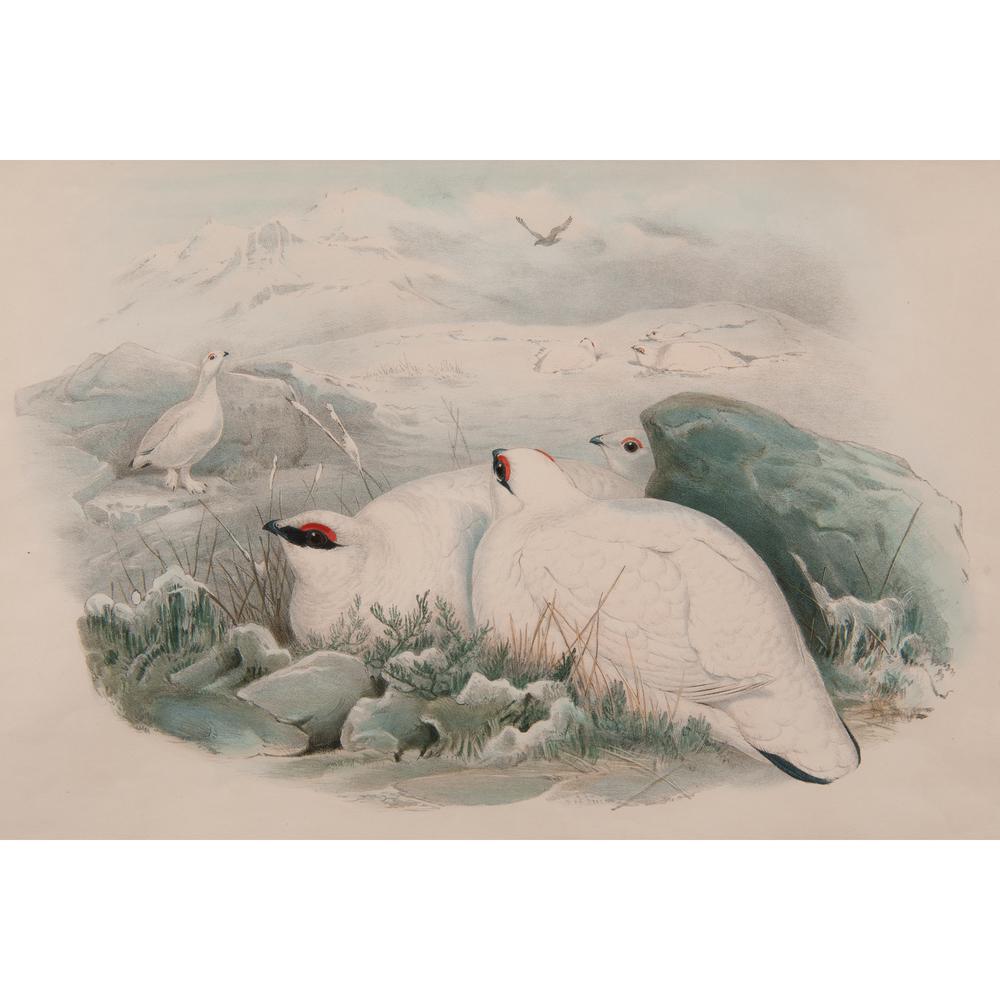 Gould, Richter, and Wolf Avian Lithographs, Plus: Group of three avian lithographs, including: British, ca. 1862-1873. Joseph Wolf (German, 1820-1899) and Henry Constantine Richter (English, 1821-1902). Titled l.c. LAGOPUS MUTUS, Winter Plumage;