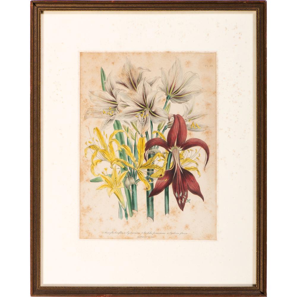 Four Hand-Colored Bowen Edition Audubon Prints and Two: Four Hand-Colored Bowen Edition Audubon Prints and Two Jane Loudon Botanical Prints Audubon: Caroline Turtle Dove, Yellow Breasted Chat, Passenger Pigeon, Field Bunting. Two plates from Loudon's Ladie