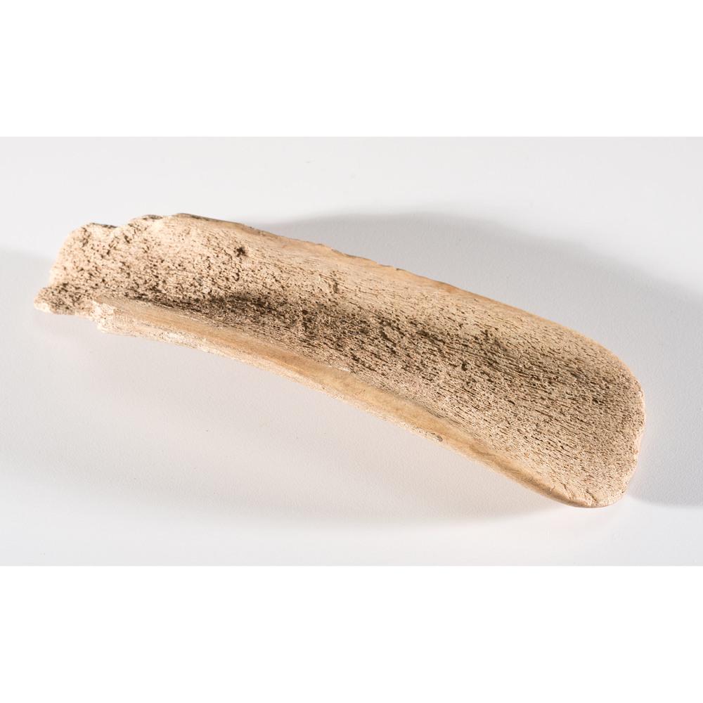 An Antler Gouge, Length 7-1/2 in.: Woodland Period, 800 B.C. - A.D. 1200 Peoria County, Illinois length 7-1/2 in. Collection History Found by Junior K. Simpson, Peoria, Illinois Karl G. Parchert, Dearborn, Michigan