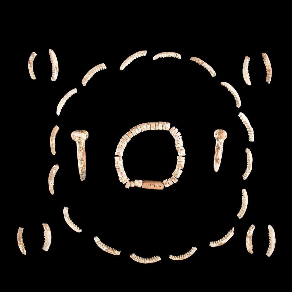 A Frame of Shell Ornaments and Bracelet, Largest 2-1/4: Archaic - Woodland Period, 8000 B.C. - A.D. 1200 Virginia [plugs] Kentucky [rest] lot of 4, longest 2-1/4 in. Includes two ear plus, beads, and bracelet. Collection History: Gerber Collection Number: 