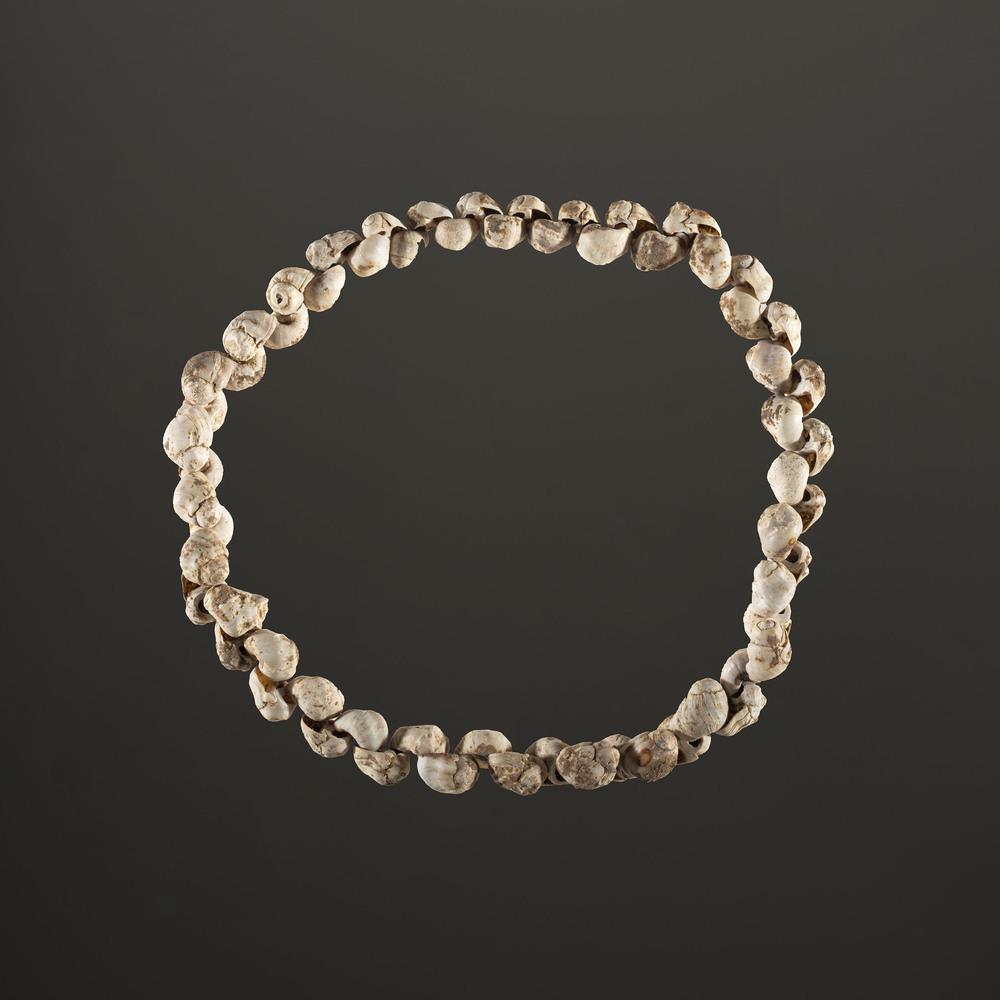 A Strand of 63 Shell Beads, 10-1/2 in.: Woodland Period, 800 B.C. - A.D. 1200 strand length 10-1/2 in. Collection History: Gerber Collection Number: AG.SB226