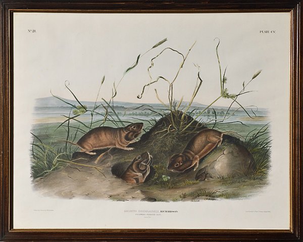 Audubon Imperial Quadruped "Columbia Pouched Rat",: Audubon Imperial Quadruped "Columbia Pouched Rat", ca 1846. Plate CV. Hand colored stone lithograph on good quality unwatermarked paper. From John James Audubon's "Imperial" folio edition of The Viv