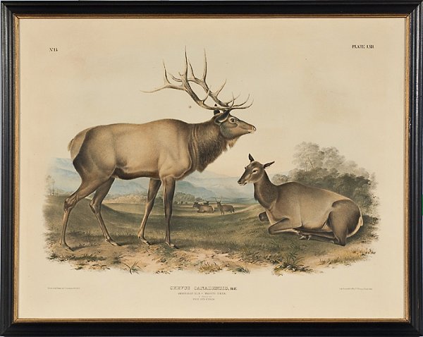 Audubon Imperial Quadruped American Elk, : Audubon Imperial Quadruped American Elk, ca 1845. Plate LXII. Hand colored stone lithograph on good quality unwatermarked paper. From John James Audubon's "Imperial" folio edition of The Viviparous 