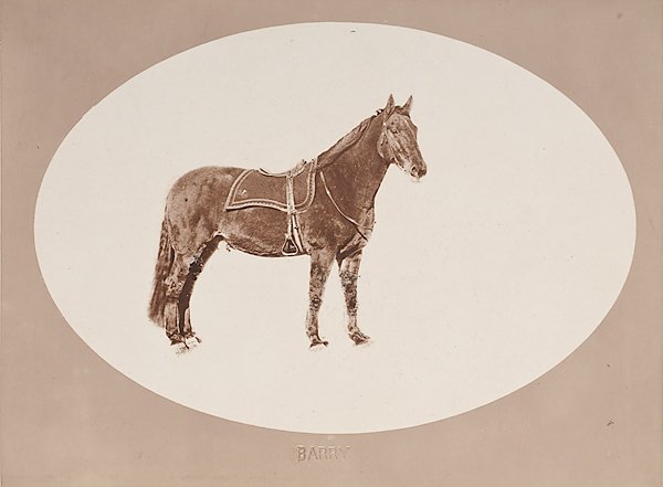 Portrait of Comanche by D.F. Barry : Portrait of Comanche by D.F. Barry A silver gelatin photograph of Lt. Colonel Miles Walter Keogh's horse, reportedly the only survivor of the Battle of Little Bighorn, copied from another photograph