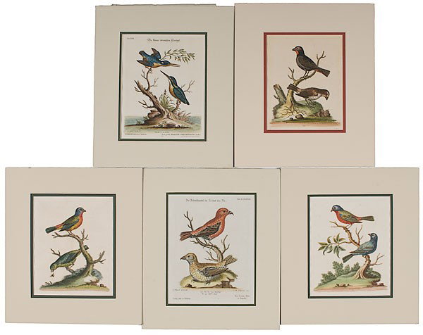 Bird Engravings by George Edwards : Bird Engravings by George Edwards George Edwards (English, 1694-1773), includes five folio hand-colored copper plate engravings from A Natural History of Uncommon Birds; 9.5 x 7.5 in.